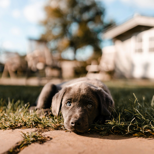 Cucciolo di cane nel giardino di casa protetto da antifurto perimetrale esterno con sensori pet-immune che evitano falsi allarmi dovuti agli animali domestici.